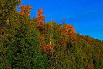 Mackinac Coast Treeline