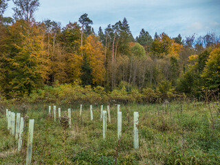 Wiederaufforstung im herbstlichen Mischwald