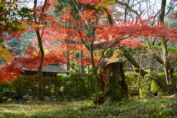 秋の三井寺　境内の紅葉　滋賀県大津市