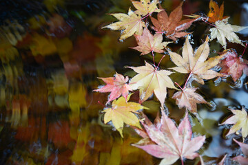 秋の三井寺　手水鉢の落葉　滋賀県大津市