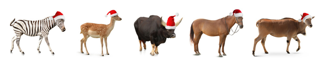 Beautiful zebra on white background