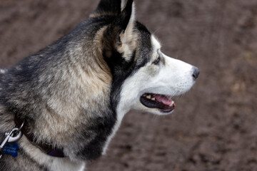 Siberian Husky on Dirt Hike