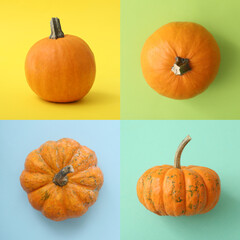 Different ripe pumpkins on color background