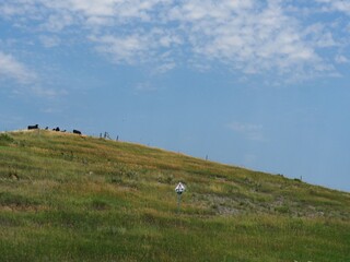 Grassy slope with an herd of cattle grazing at the top in Nebraska, USA.