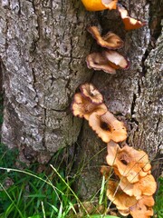 mushrooms on tree