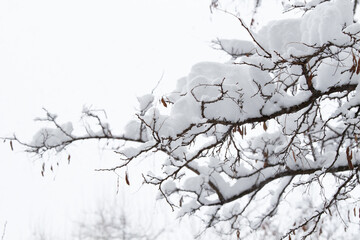 Forest snow tree sun closeup. 
A tree branch with snow in the winter forest, a walk in the winter park. Frosted tree branches. Winter in scandinavia. Landscape wallpaper. Tree branches in the snow.