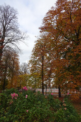 Naklejka premium Autumn landscape in Kadriorg park in October. Pink roses bushes along with golden yellow trees foliage. Tallinn, Estonia. 2021