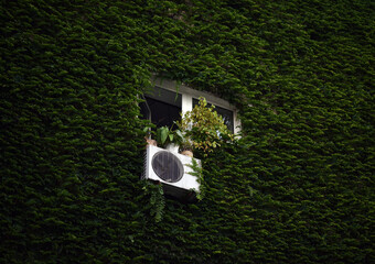 Air conditioning condenser unit outside a building on wall is ivy covered