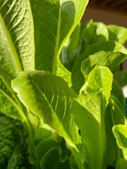 lettuce growing