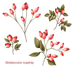 Watercolor illustrations with red berries kit. Holiday floral illustration set.