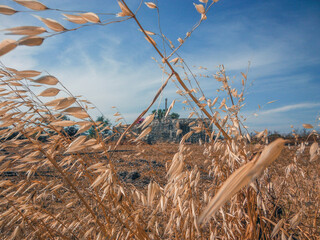 Wheat field on Naxos Island - obrazy, fototapety, plakaty