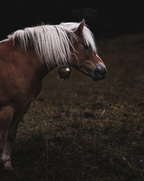 Cavallo © Francesco