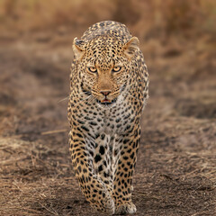 close up of leopard