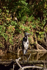 Great blue heron 