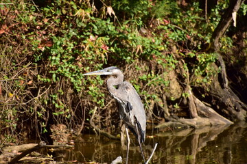 Great blue heron 