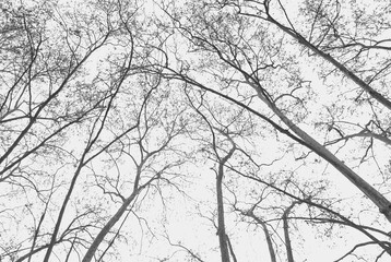 Árboles en contrapicado