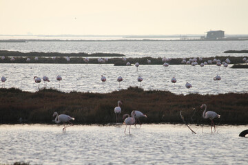 pink Flamingos