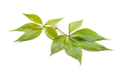 Green leaves isolated on white