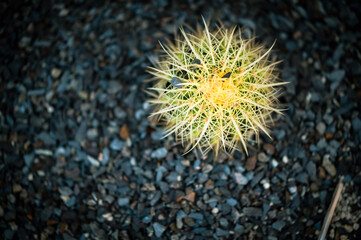 Fototapeta premium cactus tree plant