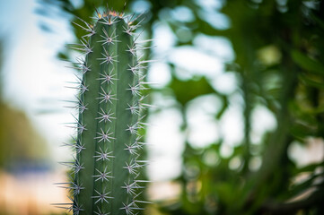 cactus tree plant