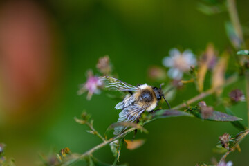 autumn wild plants