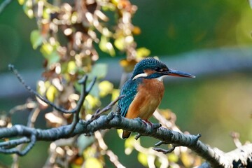 kingfisher in the field