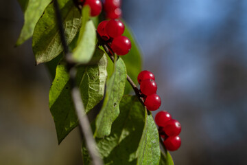 autumn wild plants