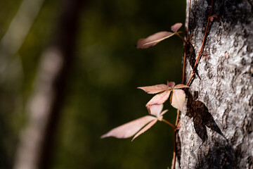 autumn wild plants