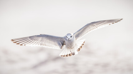 Little gull with backlight