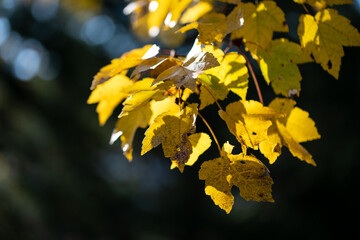 autumn yelolow leaves