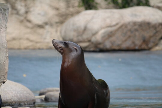 1 476 Best Otarie Images Stock Photos Vectors Adobe Stock