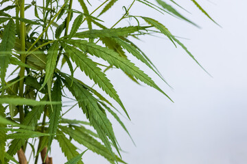 A close-up view of a cluster of long green cannabis leaves.