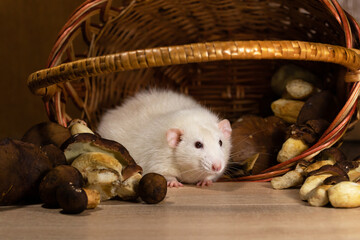 A large white rat lies near an inverted basket of mushrooms