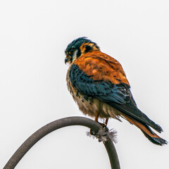 American kestrel