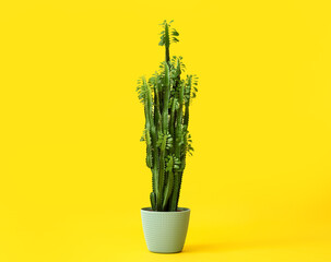 Pot with green plant on color background