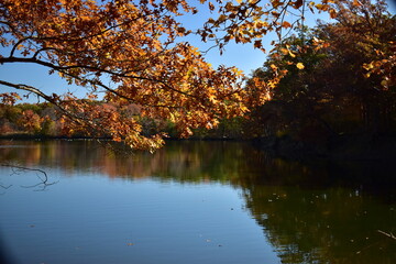 autumn tree reflecting in the water
