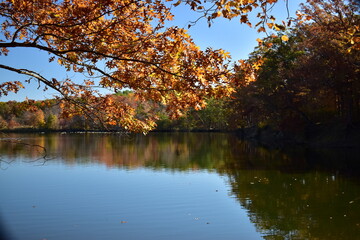 autumn tree reflecting in the water