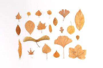 collection of yellow dried autumn leaves for design, set of different shapes planets