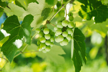 Grapes green leaves plants nature sun summer