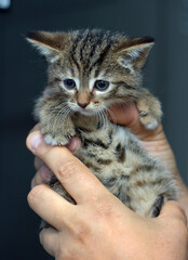 scared little tabby kitten in hands