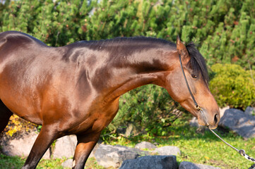 portrait of dark bay sportive welsh pony posing in nice stable garden
