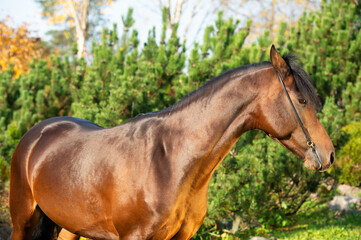 portrait of dark bay sportive welsh pony posing in nice garden. fall time