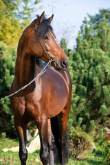portrait of dark bay sportive welsh pony posing in nice stable gearden