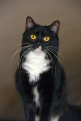 black with white breasts cat with orange eyes