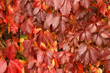 Fence with beautiful Virginia creeper in park