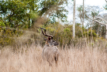 Olongo Antelope looking to the side at the african savanna