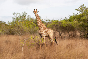 Giraffe in savanna with small trees in background © Paulo Esteves