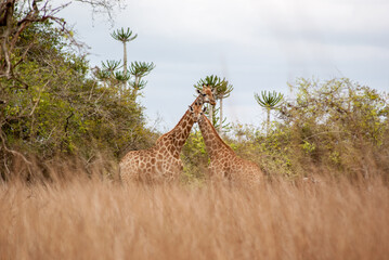 Two giraffes in savanna with cactus at the background and high grass © Paulo Esteves