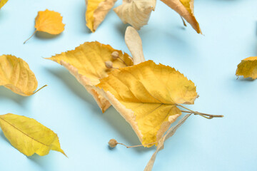 Naklejka premium Linden autumn leaves on color background
