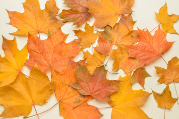 Naklejka na ściany i meble Autumn maple leaves on light background